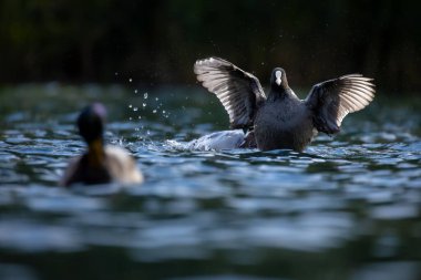 2025 gölündeki ördekler