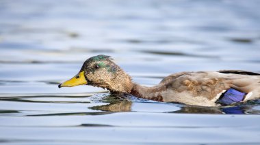 2025 gölündeki ördekler