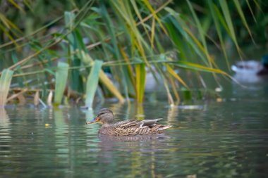 2025 gölündeki ördekler
