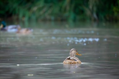 2025 gölündeki ördekler