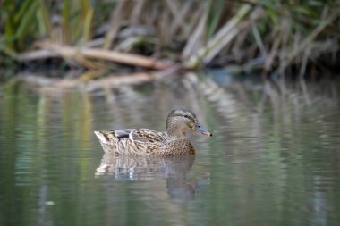 2025 gölündeki ördekler