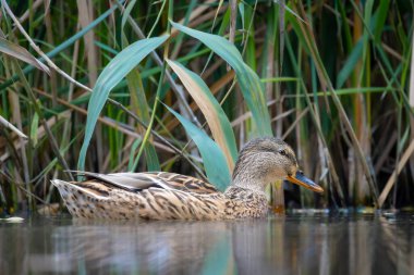 2025 gölündeki ördekler