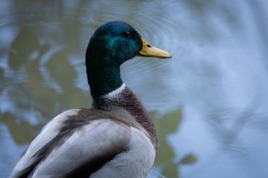 2025 gölündeki ördekler