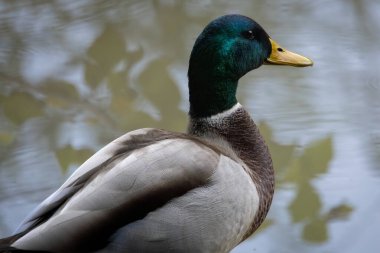 2025 gölündeki ördekler