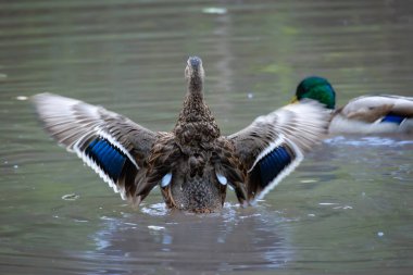2025 gölündeki ördekler