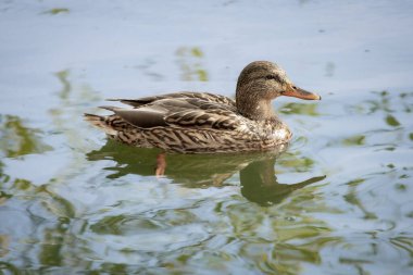 2025 gölündeki ördekler