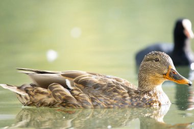 2025 gölündeki ördekler