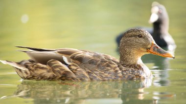 2025 gölündeki ördekler