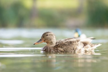 2025 gölündeki ördekler