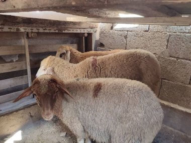 Çiftlikteki koyunlar, seçici odaklı fotoğraflara yakın çekim