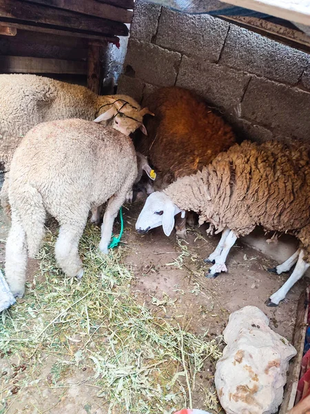 İri İkiz Kuzularıyla Ewe