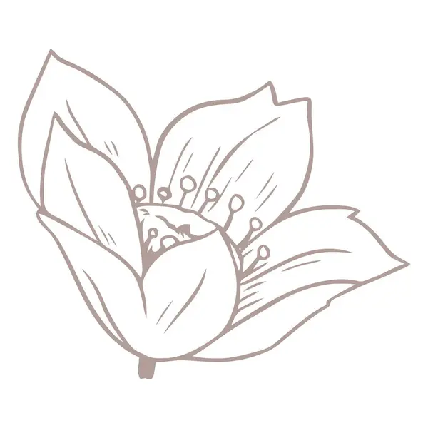 vektör çiçeği, tasarım, yazdırma ve web için çizim