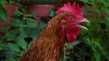 Yeşil bitkilerin arka planında tavuk kafası