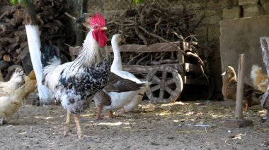 Köyde bir horoz, kümes hayvanlarında bir horoz yaşar.