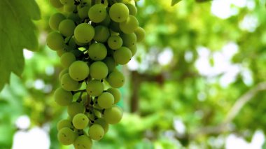 Bir daldan sarkan üzümlerin yakın çekimi. Asılı üzüm. Üzüm çiftliği. Üzüm çiftliği. .
