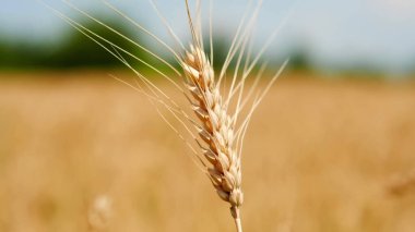 Gökyüzüne karşı bir buğday tarlasında kulak.