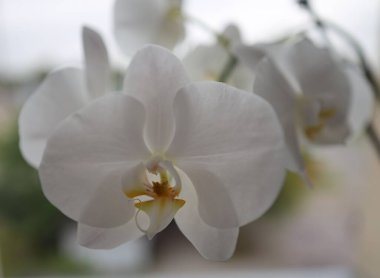 Phalaenopsis veya Moth dendrobium orkidesinin çiçek açan dalı, yakın plan. Beyaz bir orkidenin güzel bir dalı. Doğanın çiçek arkaplanı olarak kullanılabilir.