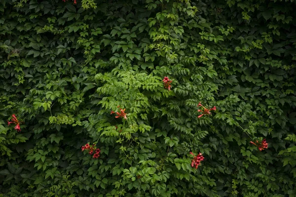 Grüne Natur Hintergrund Mit Roten Blumen — Stockfoto