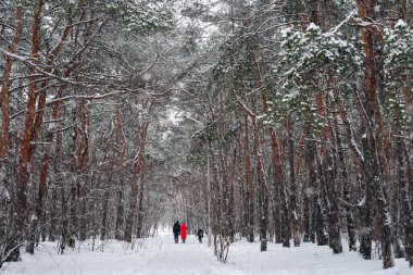 İnsanlar kış ormanlarında yürüyor, kar yağıyor.