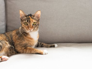 Üç renkli kedi gri kanepede kameraya bakıyor.