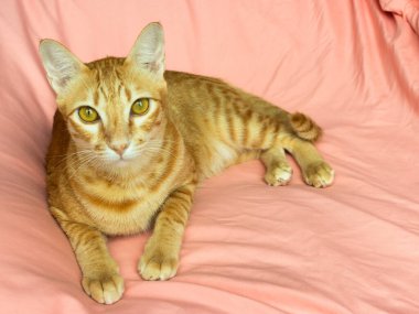 Yatak odasındaki pembe yatağın üzerindeki kameraya bakan turuncu kedi.