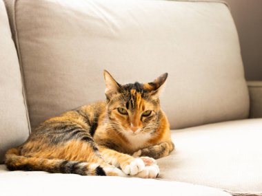 Üç renkli kedi uzanmış gri koltukta kameraya bakıyor.