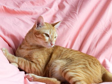 Yatak odasındaki pembe yatağa bakan turuncu kedi.