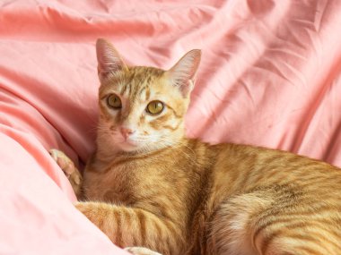 Yatak odasındaki pembe yatağın üzerindeki kameraya bakan turuncu kedi.