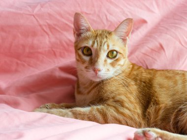 Yatak odasındaki pembe yatağın üzerindeki kameraya bakan turuncu kedi.