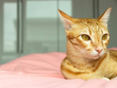 Yatak odasındaki pembe yatağa bakan turuncu kedi.
