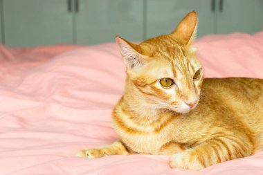 Yatak odasındaki pembe yatağa bakan turuncu kedi.