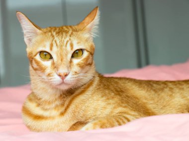Yatak odasındaki pembe yatağa bakan turuncu kedi.
