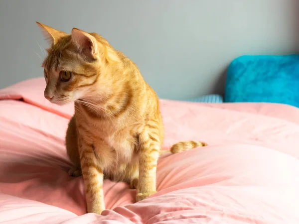 Gato Naranja Mirando Izquierda Sábana Rosa Dormitorio —  Fotos de Stock