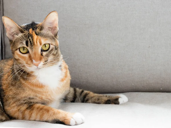 Üç renkli kedi gri kanepede kameraya bakıyor.