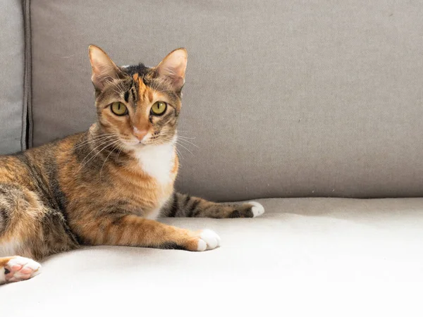 Üç renkli kedi gri kanepede kameraya bakıyor.