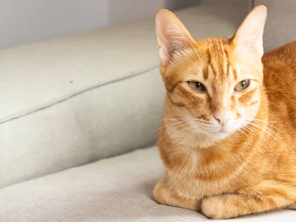 橙色的猫坐在灰色的沙发上 — 图库照片