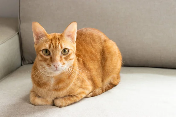 소파에 카메라를 오렌지 고양이 — 스톡 사진