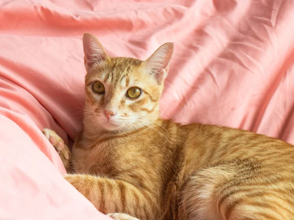 Yatak odasındaki pembe yatağın üzerindeki kameraya bakan turuncu kedi.