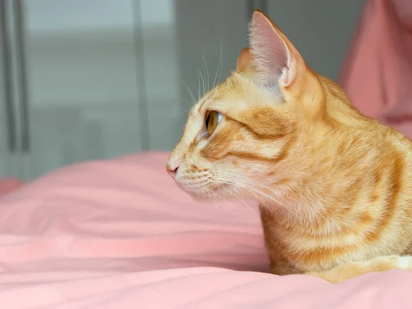 오렌지 고양이 침실에서 분홍색 침대를 — 스톡 사진