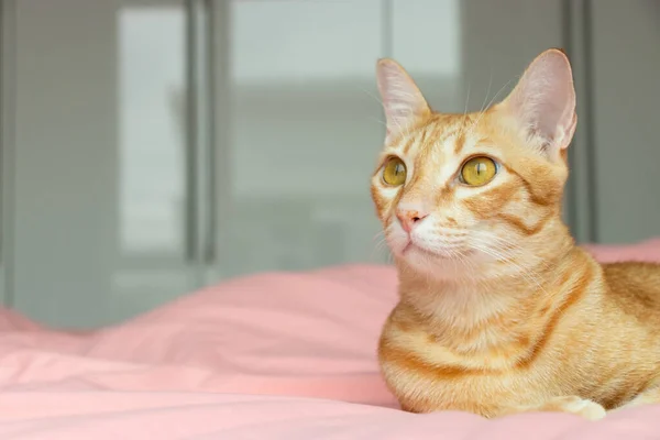 オレンジ猫見ますオンザピンクベッドでザベッドルーム — ストック写真