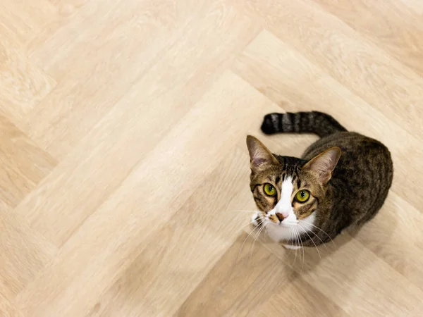 바닥에 카메라를 고양이 — 스톡 사진