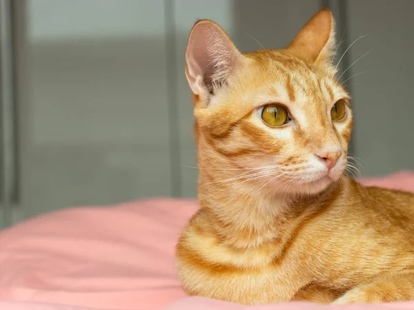 Yatak odasındaki pembe yatağa bakan turuncu kedi.