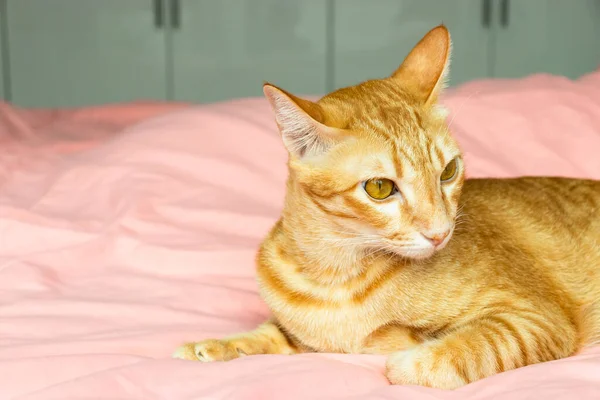 Yatak odasındaki pembe yatağa bakan turuncu kedi.