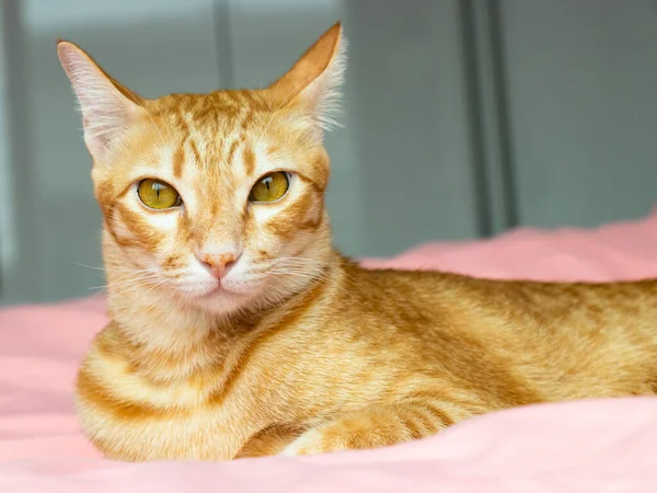 Yatak odasındaki pembe yatağa bakan turuncu kedi.