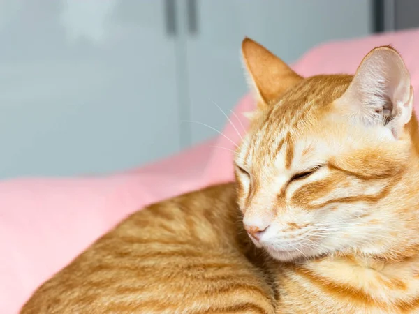 Yatak odasındaki pembe yatakta uyuyan turuncu kedi.