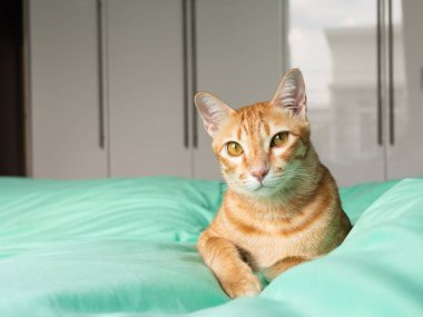 Evde oynayan kediler ve kırmızı için uyuyan kediler.