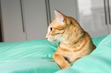 Evde oynayan kediler ve kırmızı için uyuyan kediler.