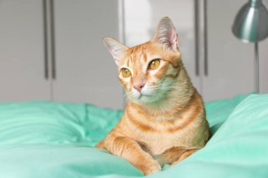 Evde oynayan kediler ve kırmızı için uyuyan kediler.