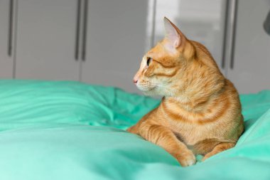 Evde oynayan kediler ve kırmızı için uyuyan kediler.