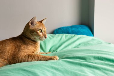 Evde oynayan kediler ve kırmızı için uyuyan kediler.